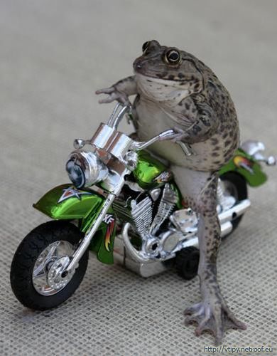 zaba-na-motorke.jpg