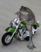 zaba-na-motorke.jpg